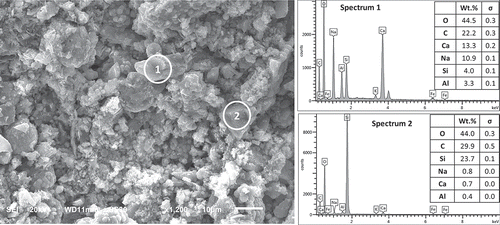 Figure 9. SEM image and EDS spectra for the impounded ash-based cement paste.