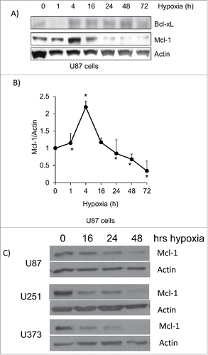 Figure 2. Mcl-1 levels decrease during hypoxia in glioma cells. (A) Western blot analysis of U87 cells was performed following a 72 hour time course under hypoxia. Mcl-1 and Bcl-xL protein levels were determined and actin was used as a loading control. (B) Relative levels of Mcl-1 protein expression confirmed by densitometry. Data represents mean of 3 independent experiments ± standard error. * represents statistically significant differences. (C) U87, U251 and U373 glioma cell lines were placed under hypoxia for a 48 hour time course. The cells were lysed and western blotted for Mcl-1. Actin was used as a loading control.