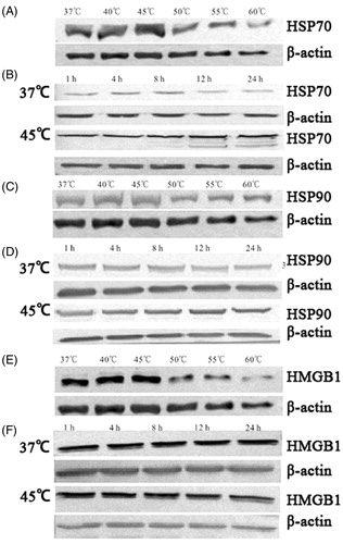 Figure 3. Heat affected intracellular expression of damage-associated molecular patterns (DAMPs) from A431 cells in a temperature-dependent manner. The expressions of heat shock proteins (HSP) 70 (A, B), HSP90 (C, D), and high mobility group protein (HMGB1) (E, F) in heat-stimulated A431 cells at 8 h after 10-min heat treatment at 37, 40, 45, 50, 55, and 60 °C, and at different time points after heat treatment (1–24 h), at 37 and 45 °C, analysed by western blotting.