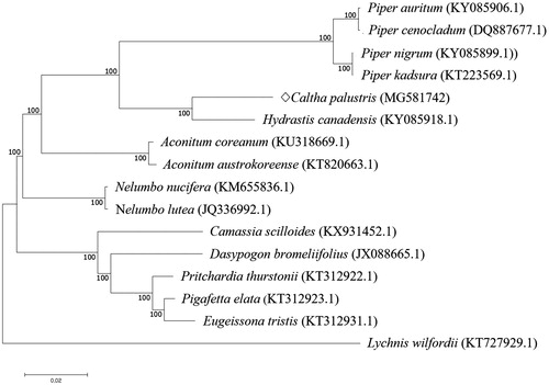 Figure 1. Phylogenetic analysis of C. palustris with 14 related species by Neighbor-Joining (NJ) methods. Phylogenetic tree was generated using complete chloroplast genome sequences, including outgroup species of Lychnis wilfordii. Numbers in the nodes are the bootstrap values from 1000 replicates.