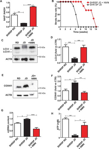Figure 4. Restoration of NAD+:NADH through NMN increased stroke-free survival in JD-fed SHRSP and reactivated autophagy. (A) NAD+:NADH ratio in brains of SHRSP fed with RD, JD and JD plus NMN (n = 3 for each group). (B) Stroke occurrence in JD-fed SHRSP with (n = 6) or without (n = 6) NMN; the comparison was significant p < 0.001. (C-D) Representative western blot of LC3 and corresponding densitometric analysis in SHRSP fed for three weeks with RD, JD and JD plus NMN (n = 5 for each group). (E-F) Representative western blot of COX4I1 and corresponding densitometric analysis in brains of SHRSP fed for three weeks with RD, JD, JD plus NMN (n = 3 for each group). (G) mtDNA content in brains of SHRSP fed for three weeks with RD (n = 3), JD (n = 4), JD plus NMN (n = 3). (H) Mitochondrial ATP levels in brains of SHRSP fed for 3 weeks with RD, JD and JD plus NMN (n = 3 for each group). Results are presented as mean values ± SEM; *p < 0.05 **p < 0.01 ***p < 0.001 for the indicated comparisons.