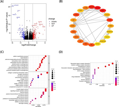 Figure 4. Identification of differentially expressed genes (DEGs) between the high- and low- ERs risk score groups in TCGA-LAML cohort. (A) The volcano map of DEGs. (B) The protein-protein interaction network analysis of the top 20 DEGs. (C) The results of Gene Ontology (GO) enrichment analysis. (D) The results of Kyoto Encyclopedia of Genes and Genomes (KEGG) enrichment analysis.