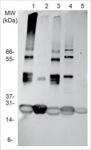 Figure 5. Stability assessment of Tc24. Western blot of different Tc24 constructs, taken after storing the proteins for 10 d at 4°C in PBS. Lane 1: Tc24-WT+His, Lane 2:Tc24-WT+His, alkylated, Lane 3: Tc24-WT, Lane 4: Tc24-C2, Lane 5: Tc24-C4. A Ponceau-stained Mark 12 protein ladder was used as a MW reference. Detection was performed using mouse polyclonal antibody against Tc24 expressed in Pichia pastoris as primary antibody diluted 1:2,500 in PBST and an alkaline phosphatase conjugated goat anti-mouse secondary antibody diluted 1:7,500 in PBST.