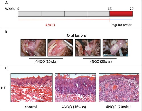 Figure 1. Tumor formation induced by 4NQO. (A) 4NQO was administered 1 time a week for 16 consecutive weeks and then were given regular water until week 20. (B) Representative oral lesions in 4NQO-treated mice. (C) Representative Hematoxylineosin (HE) of 4NQO-treated mice and control mice. Most mice had one or more dysplastic lesions per tongue at week 16. All mice developed one or more large SCC per tongue at week 20.