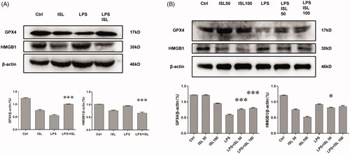 Figure 6. ISL inhibited the expression of HMGB1 and increased the expression of GPX4 both in vivo and in vitro following LPS stimulation. (A) Western blot assay about HMGB1 and GPX4 in murine kidney tissues. (B) Western blot assay about HMGB1 and GPX4 in HK2 cells.