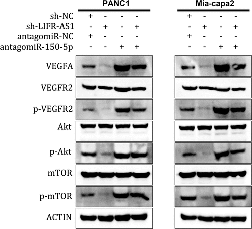 Figure 6. LIFR-AS1 targets miR-150-5p to activate VEGFA/Akt/mTOR Signaling.