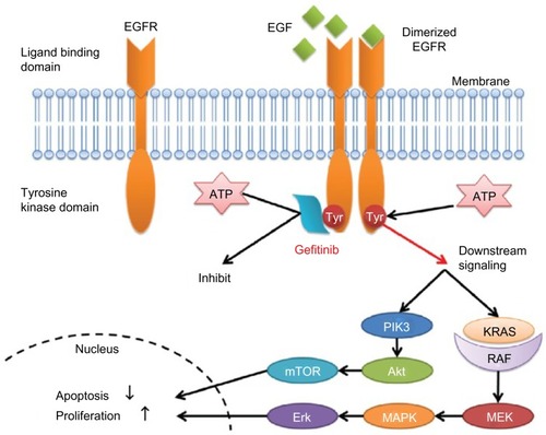 Figure 2 Mechanism of action of epidermal growth factor receptor tyrosine kinase inhibitors.