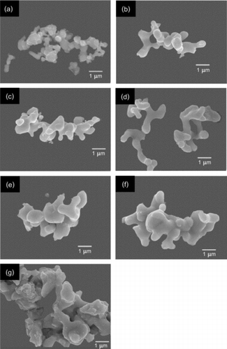 Figure 4 SEM micrographs of ZN powders calcined at 800°C for (a) 4 h, (b) 5 h, with heating/cooling rates of 10°C/min and at (c) 800°C for 5 h, (d) 850°C for 2 h, and at 900°C for (e) 0.5 h, (f) 1 h and (g) 2 h, with heating/cooling rates of 30°C/min.