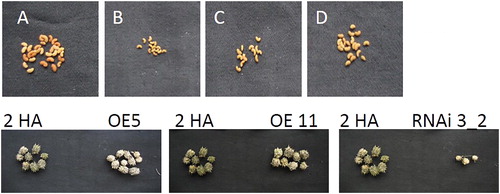 Figure 6. Seeds and pods collected from M. truncatula lines: control plant (а), RNAi 3 (B), line ое 1 (С) and ое 11 (D).