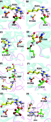 Figure 7. Interacting residues of DehD R134A mutant with other halogenated substrates. DehD R134A mutant bonded to: (A) 2,2-dibromoacetate (DBA); (B) 2,2-dichloroacetate (DCA); (C) 2,2-dichloropropionate (2,2-DCP); (D) 3-chloropropionate (3CP); (E) (2R)-2-bromopropionate (L-2BP); (F) (2S)-2-chloropropionate (L-2CP); (G) 2,2,2-tribromoacetate (TBA); and (H) 2,2,2-trichloroacetate (TCA). The intermolecular hydrogen bonding is in magenta dashes measured in angstrom (Å). (Colour version available online at: www.tandfonline.com/tbeq)