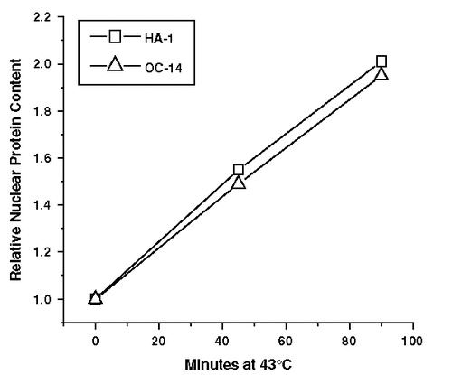 Figure 8. The effect of exposure to 43°C on nuclear protein content. Nuclei were prepared from HA-1 (□) and OC-14 (Δ) cells exposed to 43°C for 0, 45 and 90 min and the relative nuclear protein content was determined as described in materials and methods. A representative experiment of two independent repeats is illustrated in the figure.
