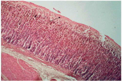 Figure 2.  Gastric mucosa of rat following treatment with black tea brew of Camellia sinensis (501 mg/mL) in ethanol-induced gastric lesion model: note thick mucus gel. Hematoxylin and eosin, × 200.