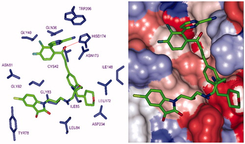 Figure 12. P2 substitution for the S2 pocket filling. (Left): Close up of 125–1-1–H–lki–128 (IC50pre = 13 nM) at the FP-2 active site. Carbon atoms of interacting residue side chains are coloured blue and those of ligand in green. (Right): Connolly surface of the FP-2 active site for 125–1-1–H–lki–128. The binding site surface is coloured according to residue hydrophobicity: red – hydrophobic, blue – hydrophilic and white – intermediate.