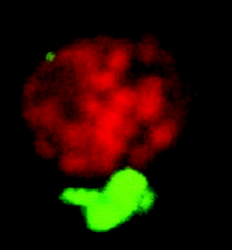 Figure 1 A confocal microscopy image (Z-stack projection) of an isolated chloroplast from transgenic A. thaliana, expressing GFP in the ER lumen. Thylakoid (stack)s appear red and the associated PLAM appears green.