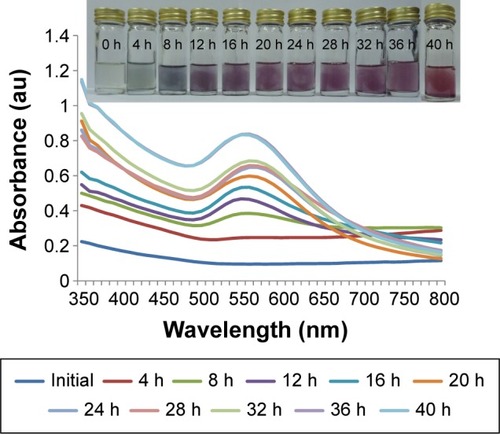 Figure 1 Absorption spectra of AuNPs after bioreduction by HAE of H. erinaceus.Abbreviations: AuNPs, gold nanoparticles; h, hours; au, absorbance units; H. erinaceus, Hericium erinaceus; HAE, hot aqueous extract.