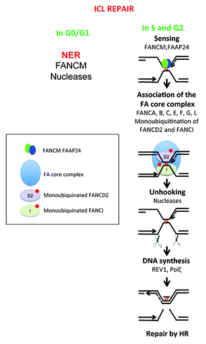 Figure 3. DNA repair of interstrand crosslinks (ICLs). Toxic compounds can create DNA Interstrand Crosslinks (ICLs), which impair transcription and replication machinery, and yield to cell death if unrepaired. ICL formation is the active principle of many cancer drugs, in particular alkylating agents. The removal of ICL involves the Fanconi anemia pathway, with sensing of ICL by FANCM, and then recruitment of protein complex resulting in ICL removal, creation of DSB, which is repaired by homologous recombination. In non-cycling cells, the initial sensing by FANCM is followed by ICL removal and DSB repair by poorly known mechanisms.