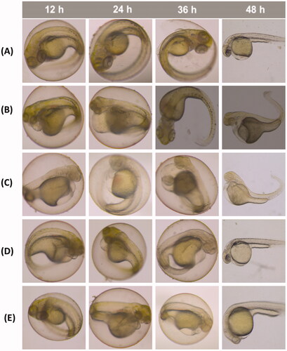 Figure 2. Embryonic development of zebrafish at different time points. (A) Blank control group; (B) Volatile oil of C. phaeocaulis (100 µg/mL). (C) Volatile oil of C. phaeocaulis vinegar-processed products (100 µg/mL); (D) Water decoction of C. phaeocaulis (200 µg/mL); (E) Water decoction of C. phaeocaulis vinegar-processed products (200 µg/mL).