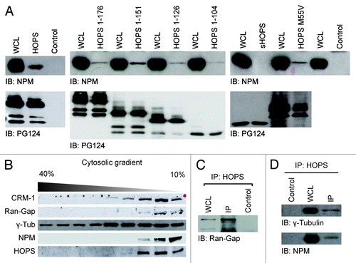 Figure 4. HOPS and NPM interaction. (A) Analysis of the binding between HOPS and NPM. Extracts of COS-1 cells transfected with cDNA of HOPS and HOPS mutants: HOPS 1–176, HOPS 1–151, HOPS 1–126, HOPS 1–104, sHOPS, and HOPSM55V, were immunoprecipitated with HOPS PG124 antibody that recognizes all HOPS isoforms. HA-irrelevant antibody was used as negative control (control). Whole-cell lysate (WCL) and resulting immunocomplexes were resolved by SDS-PAGE, transferred to membrane and probed with anti-NPM or HOPS PG124 antibodies. (B) Co-sedimentation of iHOPS with CRM-1, Ran-Gap, γ-Tubulin, NPM in the cytosol. Western blot analysis of cytosolic extracts from hepatoma cells fractionated by a 40–10% continuous sucrose gradient using CRM-1, Ran-Gap, γ-Tubulin, NPM, and HOPS PG124 antibodies. (C) Immunoprecipitation of cytosolic extracts of the fractions to 10% of the sucrose gradient. Western blot analysis of immunoprecipitation carried with HOPS PG124 antibody or HA irrelevant antibody as a negative control (Control) and resolved with Ran–Gap antibody. (D) Western blot analysis of immunoprecipitation of cytosolic extracts of the fractions to 10% of the sucrose gradient performed with HOPS antibody or anti-HA irrelevant antibody as a negative control (control) and resolved with anti γ-tubulin (top) or anti NPM antibodies (bottom).