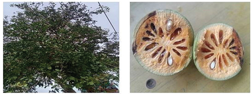 Figure 1. Bael fruit and tree.