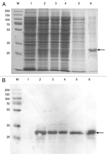 Figure 2 scFv expression in E. coli. (A) Coomassie blue stain. Lane 1, un-induced total cell (prior to IPTG induction); lane 2, induced total cell (at time of the harvest); Lane 3, periplasmic extract; Lane 4, flow through mixture from Ni-sepharose column; Lane 5, washes; Lane 6, elution from Ni-sepharose column. (B) Western blotting of (A) using anti-His antibody as the probe. The samples are in the same order as in (A). The scFv is indicated by arrows. M, the standard markers (KDa).