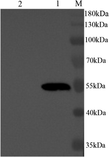 Figure 2. Westernblot detection of cell wall-anchored fusion protein DCpep-3-1E-CWA. Target fusion protein DCpep-3-1E-CWA separated by 12% SDS-PAGE was transferred to nitrocellulose membranes, probed with Rabbit anti-3-1E polyclonal antibodies (Ma et al., Citation2011). The target band corresponding to DCpep-3-1E-CWA (55 kDa) was observed. M. Protein Marker; Lane 1, DCpep-3-1E-CWA fusion protein from nisin-induced L. lactis NZ9000/pTX8048-SP-DCpep-3-1E-CWA; Lane 2, cell wall protein from nisin-induced L. lactis NZ9000/pTX8048 (negative control).