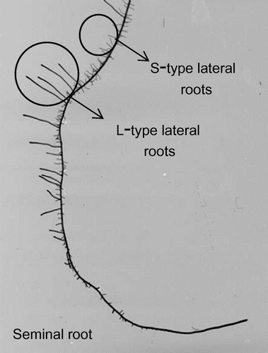 Figure 1. Two types of lateral root, e.g. root of Puluik Arang under 10% PEG treatment.