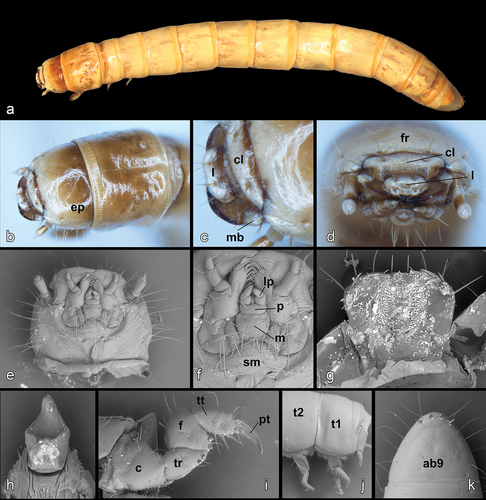 Figure 9. Larva of Heteropsectropus difficilis. (a) Dorsal habitus. (b) head (dorsal). (c) labrum/clypeus (dorsal). (d) anterior view. (e) head (ventral). (f) mentum (close up). (g) epipharynx. (h) hypopharyngeal sclerome. (i) left foreleg. (j) meso- and metathoracic section (lateral view). (k) last abdominal segment (dorsal). Abbreviations: ab9, abdominal segment 9; c, coxa; cl, clypeus; ep, epicranial plates; f, femora; fr, frons; l, labrum; lp, labial palpus; m, mentum; mb, mandibular base; p, prementum; pt, pretarsus; sm, submentum; t1, thoracic segment 1; t2, thoracic segment 2; tr, trochanter; tt, tibiotarsus.