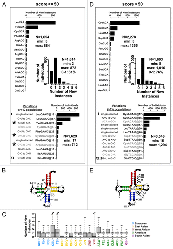 Figure 2. Distribution of new tRNA genes. All reference genome tRNA genes are separated into two groups according to their tRNAscan-SE scores to facilitate analysis. (A–C) Scores ≥50 listed in Table 1; (D–E) Scores <50 listed in Table 2. (A) High-scoring tRNA group. Distribution of new isodecoder instances per isoacceptor family. The most frequently occurring new isodecoder codes for leucine (53%), followed by tyrosine (22%). Only those tRNAs with more than five new instances are shown. Unique new isodecoder instances found in >1% of the population is also shown. Each instance is tagged with a Roman number. The nucleotide positions are adjusted according to the standard tRNA nomenclature. The new genes indicated by a star were tested experimentally for their folding and in vivo charging and stability. (Inset) Distribution of new isodecoder instances among individuals. Over half (54%) of all individuals carry at least one new isodecoder. Most individuals (81%) carry only one or none new isodecoder, while few individuals have as many as 11 new tRNA isodecoders. (B) Sequence change for the 11 new genes that are present in > 1% population mapped onto the canonical tRNA structure. Roman numerals correspond to those of the previous panel. (C) Box-and-whisker plot showing the distribution of new isodecoder instances per ancestry codes. Thick horizontal bars indicate the median, while the bottom and top of the boxes the first and third quartiles of the distributions, respectively. (D) Low-scoring tRNA group. Distribution of new isodecoder instances per isoacceptor family. The most frequently occurring new isodecoder codes for cysteine (57%), followed by a suppressor tRNA (17%). Only those tRNAs with more than five new instances are shown. Unique new isodecoder instances found in > 1% of the population is also shown. Each instance is tagged with a Roman number. The nucleotide positions are adjusted according to the standard tRNA nomenclature. (E) Sequence change for the 13 new genes that are present in >1% population mapped onto the canonical tRNA structure.