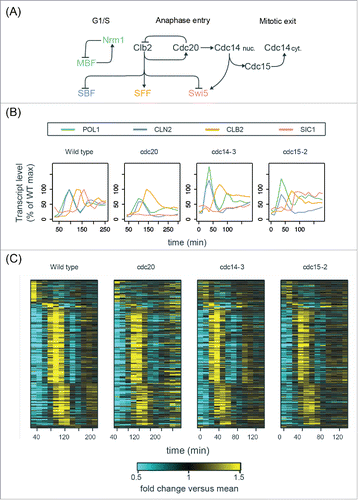 Figure 6. The cell-cycle transcriptional program in mutants defective in mitotic exit. (A) Simplified diagram of part of the CDK-APC/C network (black) controlling progression through mitosis and their established input into network TFs (colored). See Table S3 for edge evidence. (B) Line graphs showing transcript dynamics of canonical targets of network TFs in indicated strains. In all experiments, early G1 cells were released for time-series gene expression profiling by microarray. Transcript levels are depicted as percentage of maximal level in corresponding wild-type controls at the same temperature from previous studies.Citation27,Citation29 Results of the wild-type control from Orlando et al.Citation27 are shown. (C) Heat maps showing transcript dynamics of 249 periodic genes in indicated strains. The wild-type data from Orlando et al.Citation27 are shown. Transcript levels were measured by microarray analysis and are depicted as fold change vs. mean in individual data sets. See also Figures S6 and S7.