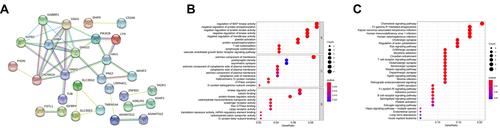Figure 4 (A) PPI network diagram of miRNA-1245a-related genes. (B) GO analysis of miRNA-1245a-related genes. (C) KEGG analysis of miRNA-1245a-related genes.