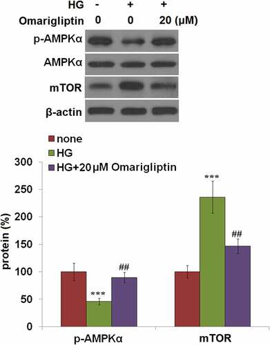 Figure 6. Omarigliptin restored high glucose-induced impairment of the AMPK/mTOR signaling pathway. Cells were challenged with high glucose (HG) and 20 μM Omarigliptin for 2 hours. The expression of p-AMPKα, AMPKα, and mTOR was measured (***, P < 0.005 vs. vehicle; ##, P < 0.01 vs. HG)