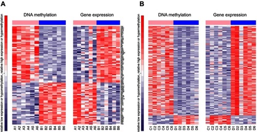Figure 3 The inverse relationship between gene upstream region methylation and gene expression. (A) Heatmaps of negative correlation between DMRs and DEGs for Cpn positive NSCLC vs Cpn positive adjacent normal tissues (A vs B), and (B) Cpn negative NSCLC vs Cpn negative adjacent normal tissues (C vs D). In DNA methylation, “Red” indicates relative hypermethylation, and “Blue” indicates relative hypomethylation. In gene expression, “Red” indicates up-regulated genes, and “Blue” indicates down-regulated genes.