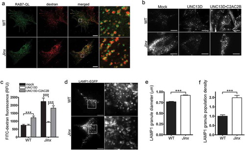 Figure 2. Defective endosomal cargo processing in UNC13D-deficiency is rescued by UNC13D but not by a calcium- and STX7-binding-deficient mutant. (a) Confocal microscopy analysis of the distribution of GFP-RAB7QL and dextran in wild-type (WT) and unc13d-null (Jinx) cells. Scale bar: 20 µm. After 3-hour loading and 3-hour chase dextran was observed exclusively inside RAB7-positive vesicles. (b) Analysis of endosomal cargo processing. WT and Jinx MEFs were mock transfected (mock) or transfected with vectors for the expression of mCherry-UNC13D or the calcium- and STX7-binding-deficient mutant mCherry-UNC13D-C2AC2B, with point mutations D127A, D133A, D941A and D947A to knockout the Ca2+-binding sites in the C2A and C2B domains. After 48 h, the cells were loaded with FITC-dextran at 37°C for 3 h, then washed and chased in complete medium for 3 h. Representative images of accumulated FITC-dextran in cells are shown. Scale bar: 20 µm. (c) Quantification of the results shown in (b). Results are represented as mean ± SEM. At least 60 cells from 3 separate experiments were analyzed. ***p < 0.001, Student’s t-test. RFU, Relative Fluorescence Units. (d) Representative images of pseudo-TIRFM analysis of LAMP1-EGFP-positive organelles in WT and Jinx cells. Scale bar: 20 µm. (e) Quantitative analysis of late endosomal size. Quantification was performed by measuring the diameter of LAMP1-EGFP-positive late endosomes in each cell using ImageJ. Results are represented as mean ± SEM from at least 20 cells. ***p < 0.001, Student’s t-test. (f) Quantitative analysis of late endosome population density was performed by the establishing the ratio of EGFP-LAMP1-positive late endosomes numbers in each cell per cell area. Results are represented as mean ± SEM from at least 20 cells. ***p < 0.001, Student’s t-test.