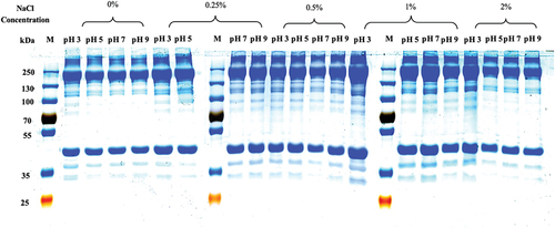 Figure 3. SDS-PAGE pattern of grass carp surimi washed with different pHs and NaCl concentrations.