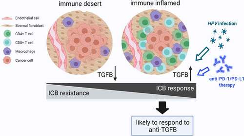 Figure 7. Schematic diagram of TGFβ signaling activity in tumor immune microenvironment.