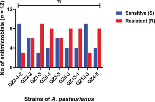 Figure 4. Strains of A. pasteurianus showing resistance and sensitivity against the selected antimicrobials. Data were analysed through Chi-Square test, statistically significant (P < .05), whereas ns indicates non-significant.
