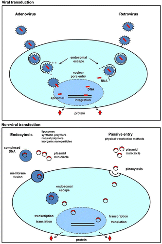 Figure 1 The different viral and non-viral gene delivery methods.