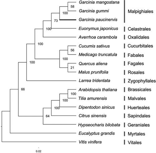 Figure 7. ML phylogenetic tree based on 78 protein-coding genes from 17 species of the rosids lineage with V. vinifera as an outgroup. Bootstrap support is shown above branches.
