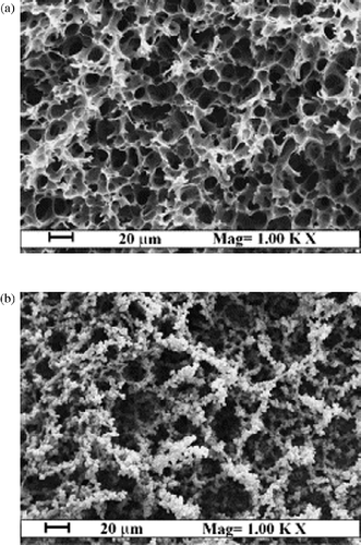 Figure 7 Membrane section T = 65°C, P = 100 bar: (a) 20% (w/w); (b) 5% (w/w). Reprinted from Reverchon and Cardea (Citation2004). Copyright 2004 with permission from Elsevier.