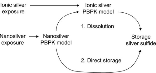 Figure 3 Metabolism of ionic silver and nanosilver and the connection between the PBPK models. For the fate of silver nanoparticles two scenarios were considered: (1) dissolution, and (2) direct storage as silver sulfide.Abbreviation: PBPK, physiologically based pharmacokinetic.