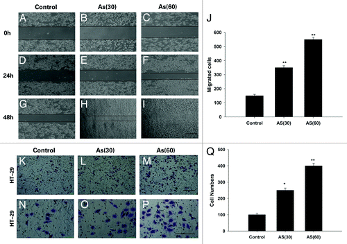 Figure 2. Chronic exposure to AS enhances the migration and invasion of HT-29 cell lines. (A–J) Wound healing rate of HT-29 cell lines at 0, 24, and 48 h after the scratch. AS treated cells, especially the AS (60), migrated much faster than control cells, Note that the wound in AS (60) was nearly closed at 48 h after the scratch (I); bars = 100 μm. (J) is the quantification of (A–I). (K–Q) Representative crystal violet staining images of cells which attached to the bottom of the transwell filter at 24 h after treatment. (K–M)are the lower power images and (N–P)are the higher power images of (K–M). (Q) The intensity of violet staining was measured as absorbance at 560 nm; bars = 100 μm in all panels. All experiments were performed 3 times independently, *P < 0.05; **P < 0.01.