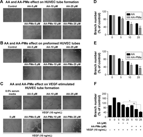 Figure 5 AA-PMe inhibits capillary structure formation in HUVECs. The effect of the indicated doses of AA-PMe and AA on tube formation was determined by observing HUVEC growth on Matrigel. Tubular structures were photographed at 100× magnification and branch point numbers were determined as described in the “Materials and methods” section. The effects of AA-PMe and AA on (A, D) early tube formation, (B, E) preformed HUVEC tubes, and (C, F) VEGF-treated cells were evaluated. Representative phase-contrast images at 100× magnification from two to three independent experiments are shown. Mean ± SEM of three samples per treatment is shown for percent inhibition of branching. *P<0.05, **P<0.01.