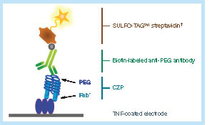 Figure 1. Certolizumab pegol (CZP)-specific electrochemiluminescence immunoassay. †The SULFO-TAG™ label emits light upon electrochemical stimulation initiated at the electrode surface of the multiarray assay plate.Fab’: Fragment antigen-binding; PEG: Polyethylene glycol; TNF: Tumor necrosis factor.