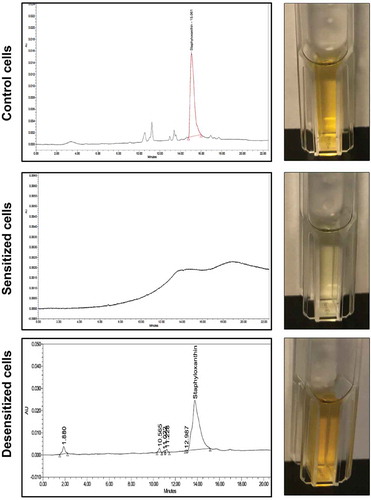 Figure 2. HPLC analysis of cell extracts from sensitized and desensitized cells identifies the pigment as staphyloxanthin (STXN). Ethanol extracts from control, farnesol-sensitized, and desensitized cells were monitored at 450 nm. Based on the resultant chromatograms, a peak with an average retention time of 15.033 min, consistent with that reported for STXN, was detected in extracts from control cells but not from farnesol-sensitized cells. In contrast, STXN peaks similar to those in control cells were detected in the farnesol-desensitized cells, indicating restoration of the pigment upon removal of farnesol supplementation from the media. HPLC analyses were obtained from three independent, biological replicates; representative chromatograms and images of extracts are shown.