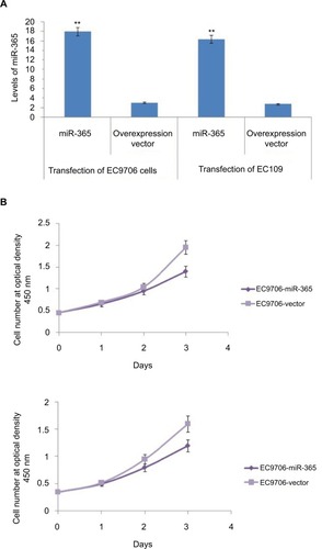 Figure 2 In vitro studies: (A) quantitative reverse transcription polymerase chain reaction analysis for expression of miR-365 in transfected EC9706 and EC109 cells. (B) MTT assay results for cell viability studies of transfected EC9706 and EC109 cells.Note: All the results are presented as average ± SD (n=3). **P<0.001.Abbreviation: miR-365, miRNA-365.