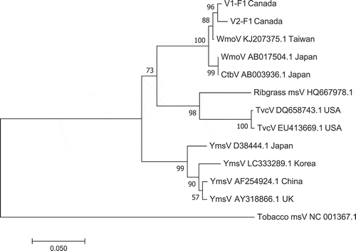Fig. 7 Phylogenetic tree of wasabi mottle virus sequences from two different leaf samples in BC compared with sequences from GenBank. Number of bootstrap support values ≥50% based on 1000 replicates. Abbreviations are: WmoV = Wasabi mottle virus; Ctbv = Crucifer tobamovirus; Ribgrass msV = Ribgrass mosaic virus; TvcV = Turnip vein-clearing virus; YmsV = Youcai mosaic virus. The outgroup was Tobacco mosaic virus.