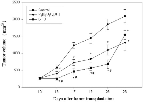 Figure 5. The effect of intratumoral application of K2[B3O3F4OH] and 5-fluorouracil (5-FU) on the growth of mammary adenocarcinoma 4T1 transplanted into mouse thigh. K2[B3O3F4OH] and 5-fluorouracil (5-FU) were injected as a single dose of 50 mg/kg at day 10 after tumor transplantation. Significant differences (p < 0.05, LSD post hoc test) between each treatment and control on a particular day are indicated with an asterisk (*), and significant differences between K2[B3O3F4OH] and 5-FU treatments are shown with the sign (#). Each experimental group consisted of seven animals.