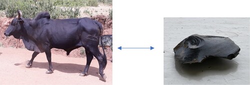 Figure 9. A cattle coat and a stone described by the term t'iá for “black sheen”. Source: Both photographs by the author, Shanqo, 2019.