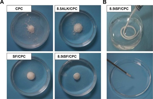 Figure 6 The anti-washout property (A) of different CPCs and injectable performance (B) of 8.5tSF/CPC.Abbreviations: ALK, alkaline; CPC, calcium phosphate cement; SF, silk fibroin; tSF, silk fibroin treated with calcium hydroxide.