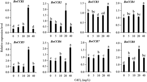 Figure 4. The expression profile of BnCCR genes in stem under cd stress.
